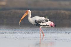 missing stork may be in north county