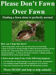 Be A Dear, Leave The Fawns Alone!