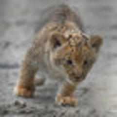 Russian zoo welcomes baby liligers